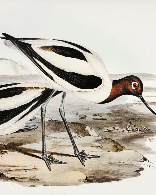 Elizabeth Gould’s 19th-century illustrations of birds made her husband’s career and established his reputation as an ornithologist—but her work was credited to her husband for decades.