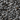 Black Oil Sunflower