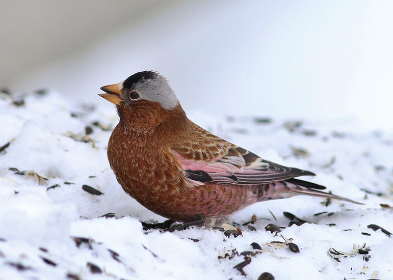 Vol. 54 // This Blushing Finch is Crowned in Clouds 🏔️ -- and save 20% on Cartons!