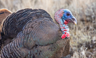 Vol. 53 // Everything you never knew about Wild Turkeys (gobble gobble!) 🦃