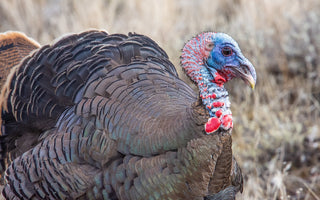 Vol. 53 // Everything you never knew about Wild Turkeys (gobble gobble!) 🦃