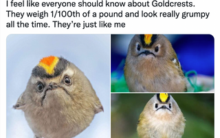 Vol. 31 // Meet the very grumpy Goldcrest