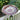 Achla Red African Daisy Bird Bath with Over Rail Bracket Flying Colors