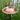 Achla Metal Bird Bath and Stake, Hammered Copper Flying Colors