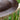 Achla Extra Large Metal Bird Bath w/Post Mount, Copper Color Flying Colors