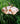 Achla Hummingbird Bird Bath and Stake, Copper Flying Colors