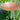 Achla Metal Bird Bath and Stake, Polished Copper Flying Colors