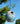 Anthony Stoneware Bird House, Small, French Blue Flying Colors