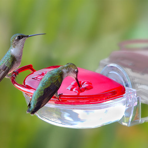 Aspects Gem Window Hummingbird Feeder, 4 oz. Flying Colors