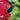 S&K 16 Room Purple Martin House Package Flying Colors
