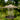 Whitehall Pinecone Tube Bird Feeder, French Bronze Flying Colors