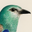 Flying Colors Premium Organic Wild Bird Food logo