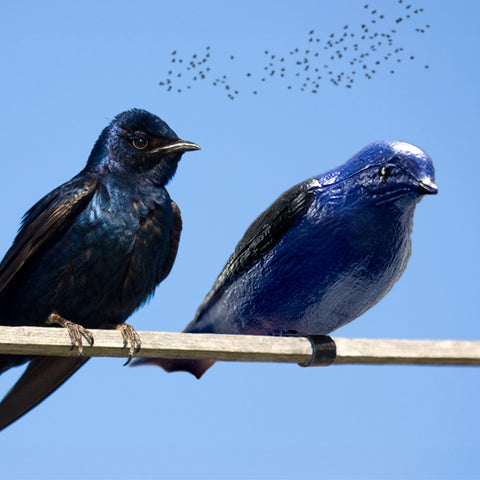 Heath Deluxe Purple Martin Decoy with Mount Flying Colors