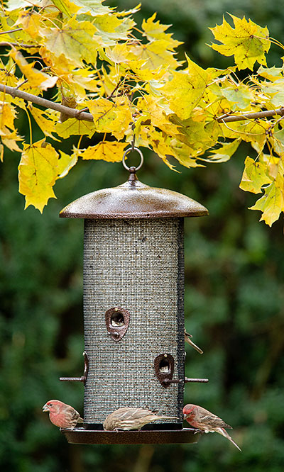 Stokes Giant Mesh Combo Bird Feeder, Copper Colored Flying Colors