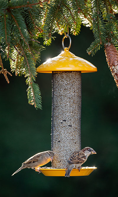 Stokes Finch Screen Mesh Bird Feeder, Yellow Flying Colors