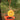 Woodlink Metal Spiral Oriole Feeder, Orange Flying Colors