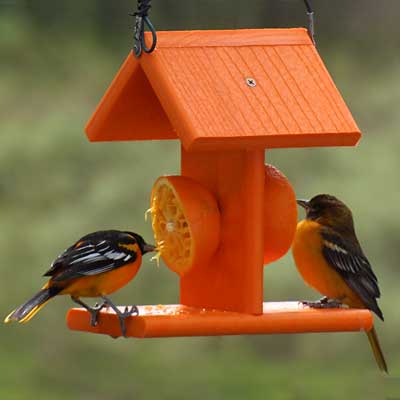 Woodlink Going Green Recycled Plastic Oriole Fruit Feeder Flying Colors