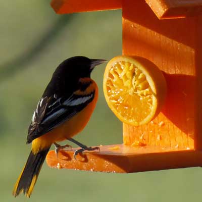 Woodlink Going Green Recycled Plastic Oriole Fruit Feeder Flying Colors