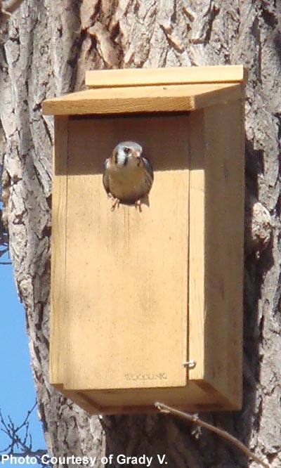 Woodlink Screech Owl & Kestrel House Flying Colors