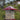 Woodlink Weight Sensitive Wild Bird Feeder, Red Flying Colors