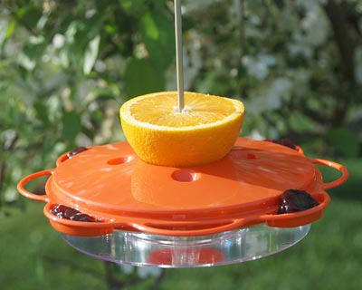 Woodlink Plastic Saucer Oriole Feeder, 14 oz. Flying Colors