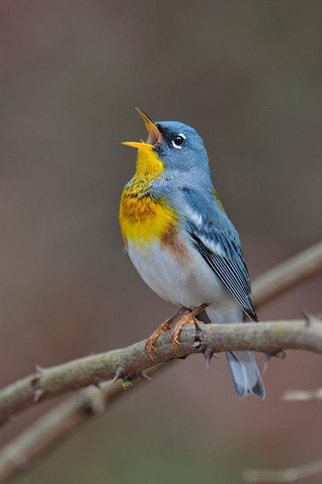 Wild bird feeding on Flying Colors organic seed