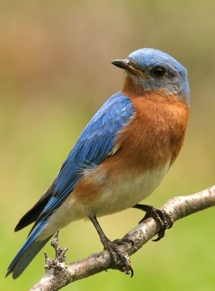 Wild bird feeding on Flying Colors organic seed
