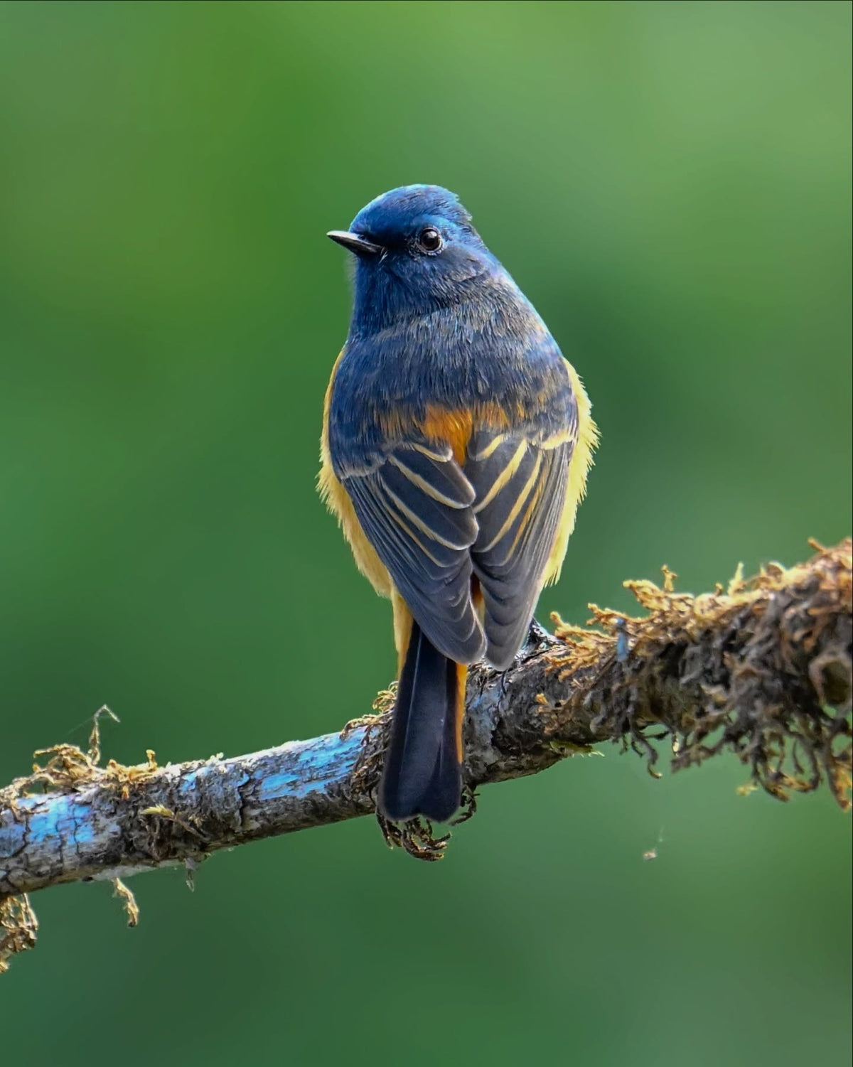 Wild bird studied in Flying Colors nutrition research