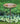 Ancient Graffiti Solid Copper Bird Bath with Stake Flying Colors