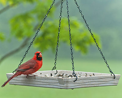 Audubon Plant Fiber-Based Premium Hanging Platform Feeder Flying Colors