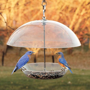 Audubon Domed Wild Bird Feeder Flying Colors