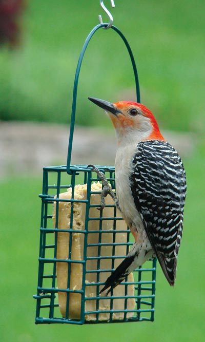 Audubon Single Suet Cake Feeder Flying Colors