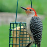 Audubon Single Suet Cake Feeder Flying Colors