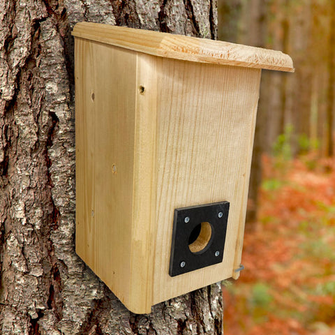 Coveside Small Winter Roost Flying Colors