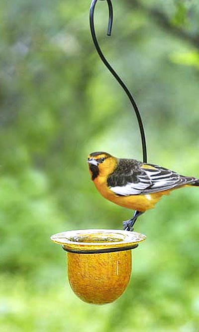 Parasol Mandarin Recycled Glass Oriole Feeder, Medium Flying Colors