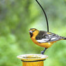 Parasol Mandarin Recycled Glass Oriole Feeder, Medium Flying Colors
